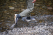 ALTRA Кроссовки OLYMPUS 5 HIKE MID GTX мужские Артикул: AL0A7R6Q